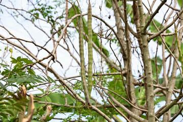 Moringa oleifera on the tree