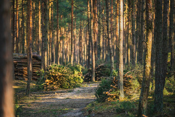 Spruce forest and cut trees lying in piles.