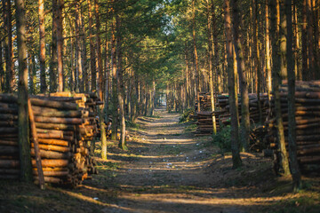 Spruce forest and cut trees lying in piles.