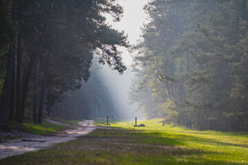 Coniferous forest and path in beautiful Poland.