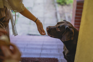Brown Labrador looks at his owner and waits for a reward.