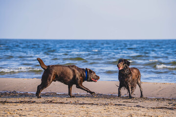 Labrador and Flat Coated Retriever play on a sunny beach.