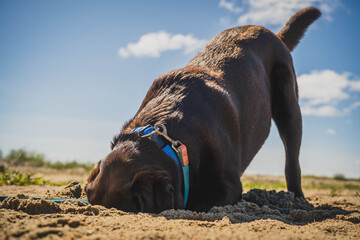 Brown Labrador buries his head in the sand on the beach like an ostrich.