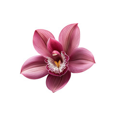Obraz na płótnie Canvas orchid flower png