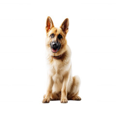 A cheerful German Shepherd sitting against a white isolated background, showcasing its loyal and friendly nature, perfect for pet-related themes and projects.