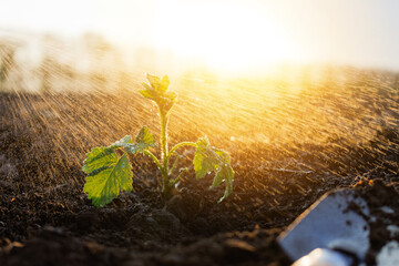 Sunlight streams on a young plant being watered in dark soil, a small trowel resting nearby,...