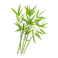 Naklejka premium A cluster of vibrant green bamboo stems displaying luscious leaves on a white isolated background, perfect for nature-themed designs and backgrounds.