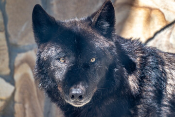 Naklejka premium black wolf close up in natural conditions on a sunny spring day