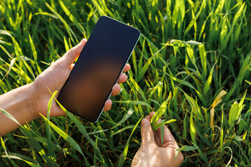 A farmer holds a smartphone in a vibrant green wheat field, checking yield data and blending...