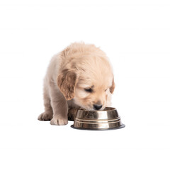 A cute golden retriever puppy eating from a metallic bowl, full of curiosity and playfulness, ideal for pet-themed projects.
