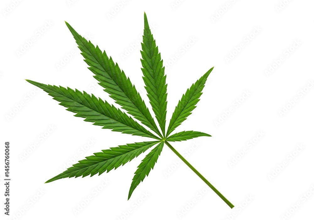 Poster a single cannabis leaf with seven points isolated on a white background in a studio setting view fro
