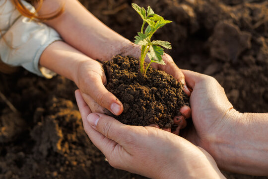 Fototapeta Two pairs of hands gently hold a small plant with soil over dark earth. The image conveys themes of growth, care, and environmental responsibility