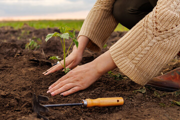 Hands gently plant a young seedling into fertile soil in a field. A small gardening tool rests...