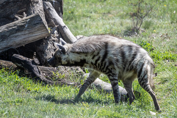 gray hyena close-up in natural conditions on a sunny spring day