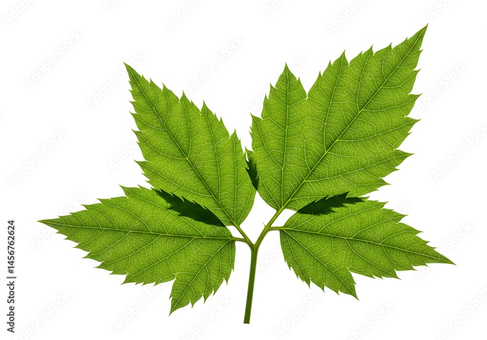 Poster a single bright green leaf with five leaflets isolated on a stark white background in sharp detail
