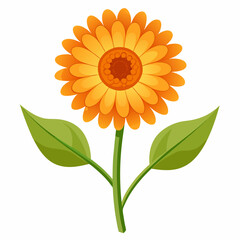 Minimal Calendula Vector on White Background