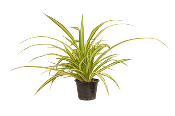 Isolated studio shot of a Screw pine plant (Pandanus tectorius Parkinson) growing in a small black plastic pot against a clean white background. White Striped Pandanus isolated on white background.