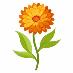 Minimal Calendula Vector on White Background