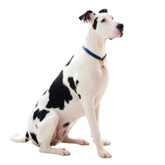 Fototapeta premium A majestic Great Dane sitting elegantly, showcasing its distinctive black and white coat, with a calm expression. Perfect for pet lovers and animal enthusiasts.