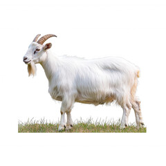 Obraz premium A majestic white goat standing on a lush green field, showcasing its impressive horns and fluffy coat against a clear background.
