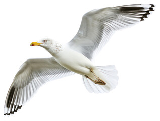 PNG  Beautiful seagull flying animal white bird.