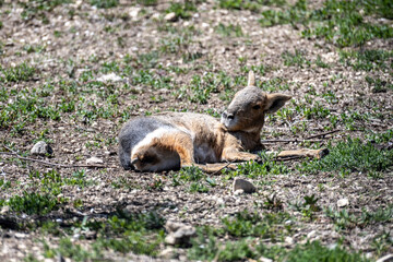 gray hare close-up on a sunny spring day