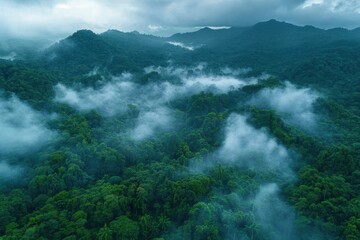 Obraz premium Lush greenery and mystical mist enveloping the mountainous rainforest at dawn