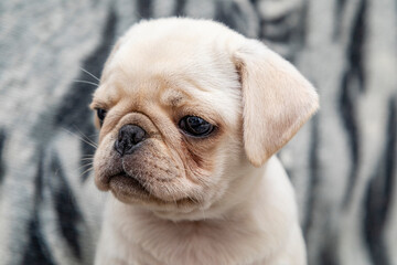 Closeup on pug dog, baby with big eyes