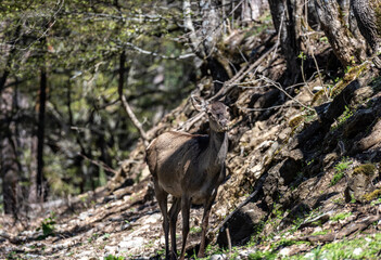 grey roe deer in the forest eating young grass on a sunny spring day