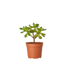 Fototapeta premium A small succulent plant with vibrant green leaves, displayed in a traditional terracotta pot, perfect for adding a touch of greenery to any indoor space.