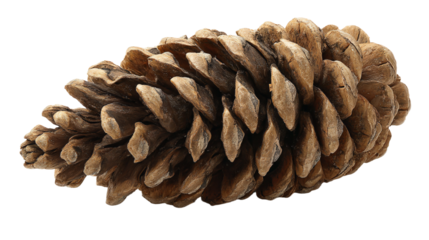 a pine cone is shown on a white surface