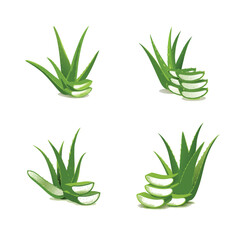 vector aloe vera plant isolated on white background
