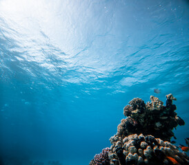 Fototapeta premium Underwater view of coral reef and tropical fish in the Red Sea.