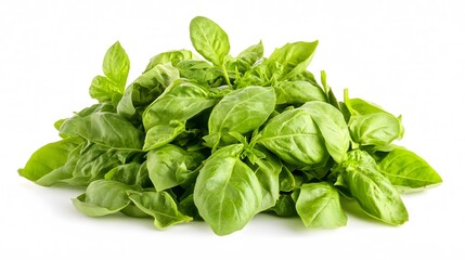 Fresh Green Basil Leaves Bunch Closeup Photo