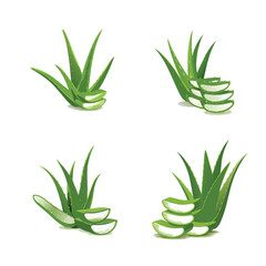 vector 4 set aloe vera plant isolated 