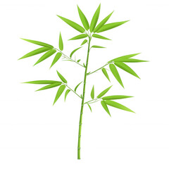 Fototapeta premium A vibrant bamboo plant on a white isolated background, showcasing its lush green leaves and elegant structure, perfect for decorative and natural design purposes.
