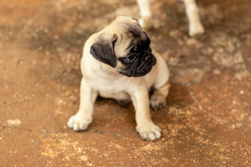 Obraz premium Cute pug puppy lying on the cement floor