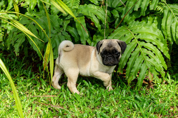 Cute pug puppies playing in the garden.