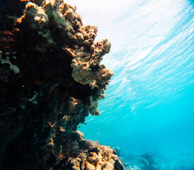 Underwater view of the coral reef in the Red Sea. Egypt.