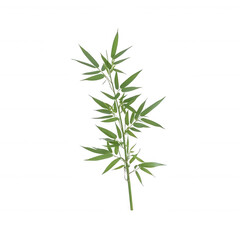 Fototapeta premium A vibrant green bamboo plant with slender leaves, showcasing nature's intricate beauty. Ideal for botanical illustrations or background designs.