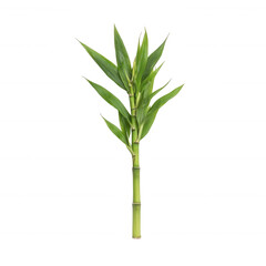 Fototapeta premium A vibrant green bamboo plant isolated on a white background, showcasing its slender stalks and lush leaves, perfect for nature-themed designs and projects.