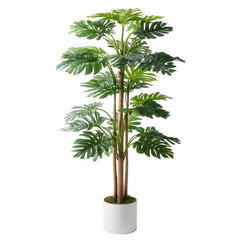 Obraz premium A vibrant green monstera plant in a modern white pot, adding a touch of nature to any indoor space. Perfect for homes or offices seeking an inviting atmosphere.