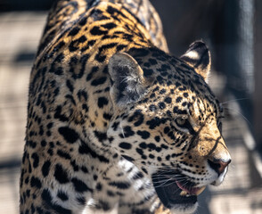 a beautiful adult leopard is awake on a sunny spring day
