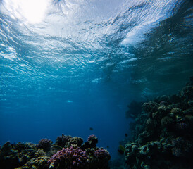 Underwater view of coral reef with sun rays coming through water surface.