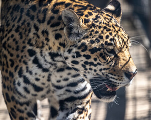 a beautiful adult leopard is awake on a sunny spring day