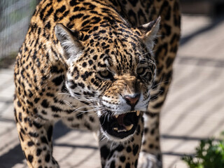 a beautiful adult leopard is awake on a sunny spring day