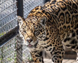 a beautiful adult leopard is awake on a sunny spring day