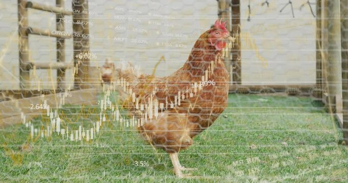 Flat design stock market candlestick charts overlaying coop while brown-red hen pecking grass