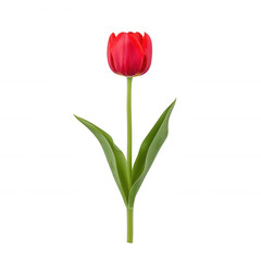 Fototapeta premium Red tulip flower with green leaves on a white isolated background, symbolizing beauty and nature, perfect for spring themes and floral designs.