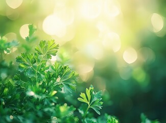 Close up of fresh green curly television parsley plant in garden, macro photography with shallow depth field. The background is blurred and bokeh to highlight the subject. generative ai